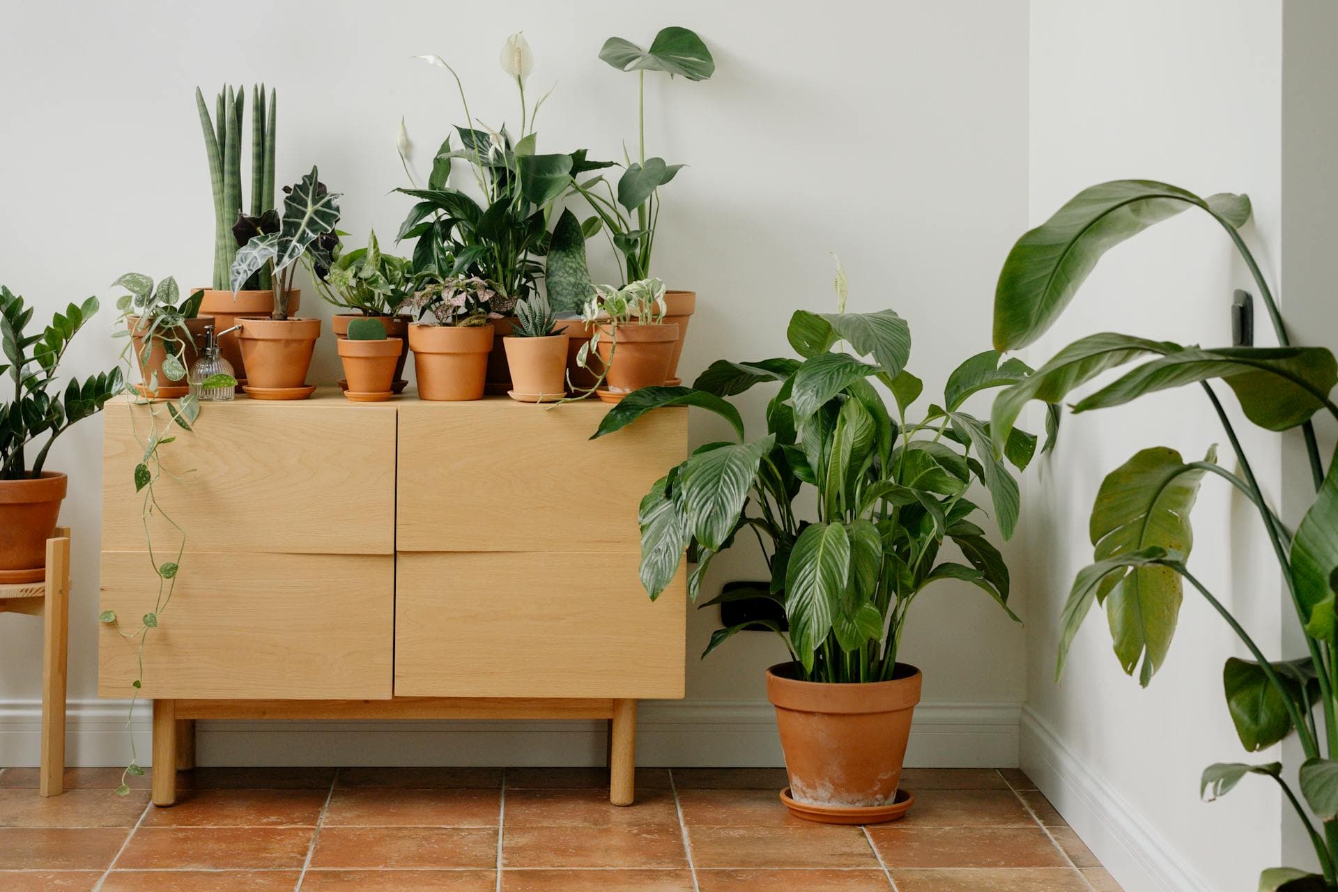 Indoor plants representing natural and eco-friendly values.
